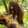 Orangutan bornejsky - Pongo pygmaeus - Bornean Orangutan o7571